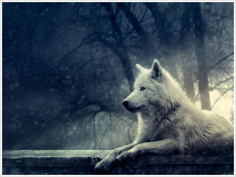 nightofthewolf-wallpaper.jpg